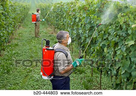 Farmers using sprayer in? txacol?? vineyard. Guipzcoa, Euskadi. Spain View Large Photo Image Stock Image - Farmers using sprayer in? txacol?? vineyard. Guipzcoa, Euskadi. Spain. Fotosearch