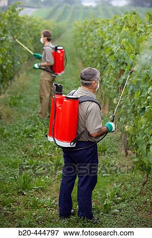 Farmers using sprayer in? txacol?? vineyard. Guipzcoa, Euskadi. Spain View Large Photo Image Stock Photo - Farmers using sprayer in? txacol?? vineyard. Guipzcoa, Euskadi. Spain. Fotosearch