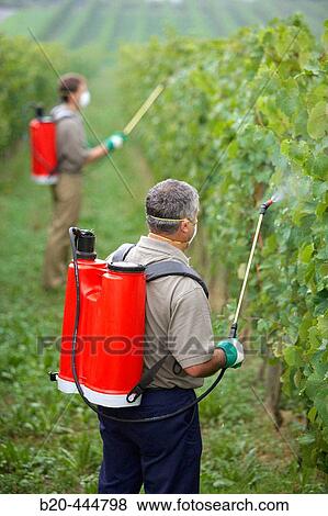 Farmers using sprayer in? txacol?? vineyard. Guipzcoa, Euskadi. Spain View Large Photo Image Stock Photo - Farmers using sprayer in? txacol?? vineyard. Guipzcoa, Euskadi. Spain. Fotosearch