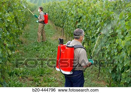 Farmers using sprayer in? txacol?? vineyard. Guipzcoa, Euskadi. Spain View Large Photo Image Stock Photograph - Farmers using sprayer in? txacol?? vineyard. Guipzcoa, Euskadi. Spain. Fotosearch
