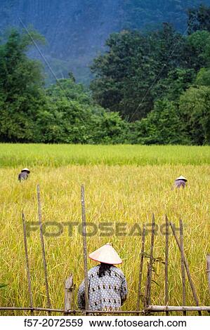 Farmers work the land in the countryside around Vang Vieng, Laos. View Large Photo Image Stock Photo - Farmers work the land in the countryside around Vang Vieng, Laos.. Fotosearch