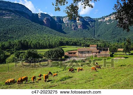 Farming and cattle, Tavertet cliffs in the background, Osona area, Barcelona province, Catalonia, Spain View Large Photo Image Stock Photography - Farming and cattle, Tavertet cliffs in the background, Osona area, Barcelona province, Catalonia, Spain. Fotosearch