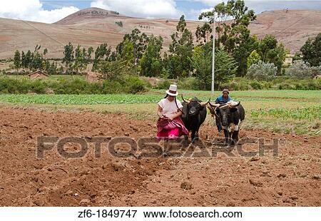 Farming images of couple wotking with oxen on farm in small town of Chinchero Peru South America View Large Photo Image Stock Photo - Farming images of couple wotking with oxen on farm in small town of Chinchero Peru South America. Fotosearch