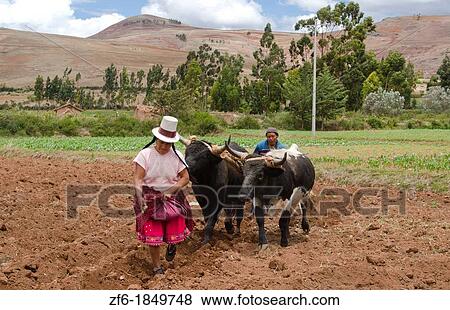 Farming images of couple wotking with oxen on farm in small town of Chinchero Peru South America View Large Photo Image Stock Photo - Farming images of couple wotking with oxen on farm in small town of Chinchero Peru South America. Fotosearch