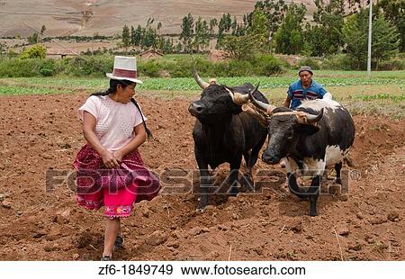 Farming images of couple wotking with oxen on farm in small town of Chinchero Peru South America View Large Photo Image Stock Photo - Farming images of couple wotking with oxen on farm in small town of Chinchero Peru South America. Fotosearch