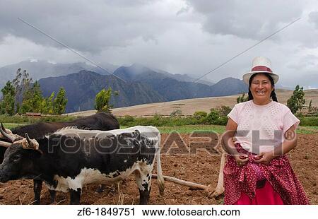 Farming images of traditional woman wotking with oxen on farm in small town of Chinchero Peru South America View Large Photo Image Stock Image - Farming images of traditional woman wotking with oxen on farm in small town of Chinchero Peru South America. Fotosearch