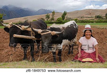 Farming images of traditional woman with corn wotking with oxen on farm in small town of Chinchero Peru South America View Large Photo Image Stock Image - Farming images of traditional woman with corn wotking with oxen on farm in small town of Chinchero Peru South America. Fotosearch