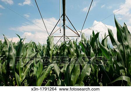 Picture - Farming irrigation and corn Kent County Maryland USA. Fotosearch