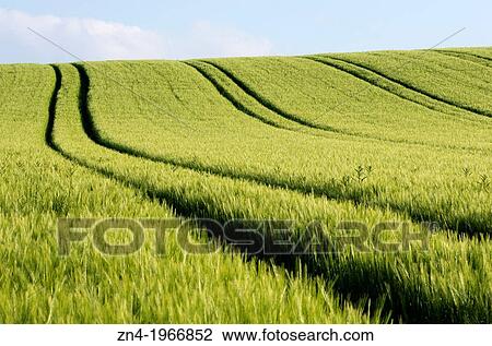Farming Machine Tracks in a Wheat Field near Bad Schallerbach, Upper Austria, Austria. View Large Photo Image Stock Image - Farming Machine Tracks in a Wheat Field near Bad Schallerbach, Upper Austria, Austria.. Fotosearch