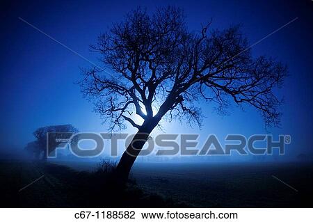Farmland Oaks & Rising Moon Norfolk December View Large Photo Image Stock Image - Farmland Oaks & Rising Moon Norfolk December. Fotosearch