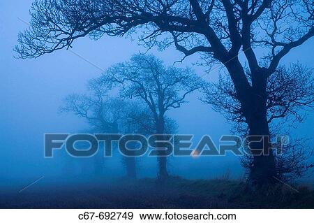 Farmland Oaks & Rising Moon, Norfolk, December View Large Photo Image Stock Photo - Farmland Oaks & Rising Moon, Norfolk, December. Fotosearch