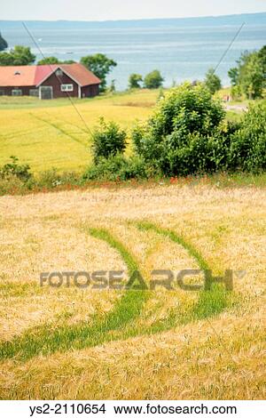 Farmland with barley field, Sweden. View Large Photo Image Picture - Farmland with barley field, Sweden.. Fotosearch