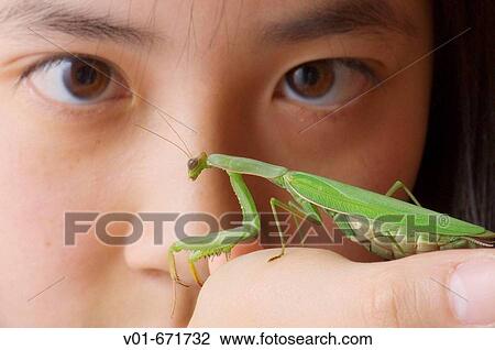 Stock Image - Fascinated by a praying mantis. Fotosearch