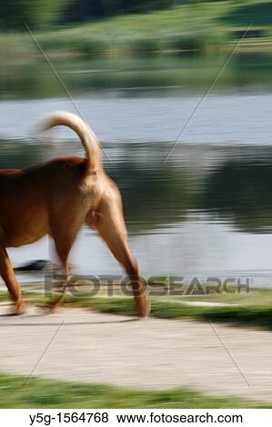 Stock Photo - fast dog running in park. Fotosearch