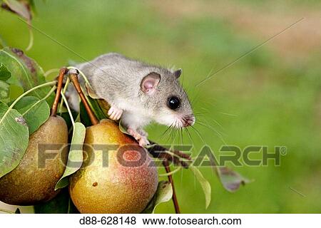 Fat Dormouse (Myoxus glis) on Pear tree View Large Photo Image Stock Photo - Fat Dormouse (Myoxus glis) on Pear tree. Fotosearch