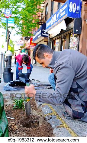 Father and son planting on a city street. Hispanic community service volunteers of the Harlem Spanish Manhattan Seventh Day Adventist Church plant flowers in an East Harlem neighborhood public sidewalk, New York City, New York, Manhattan, USA. View Large Photo Image Stock Image - Father and son planting on a city street. Hispanic community service volunteers of the Harlem Spanish Manhattan Seventh Day Adventist Church plant flowers in an East Harlem neighborhood public sidewalk, New York City, New York, Manhattan, USA.. Fotosearch