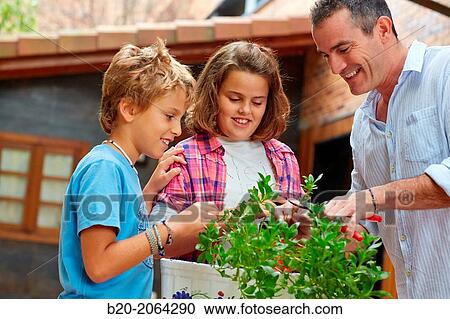 Father and sons pruning a plant. Pot. DIY home. View Large Photo Image Stock Image - Father and sons pruning a plant. Pot. DIY home.. Fotosearch