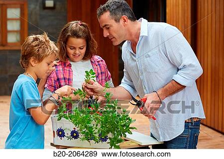 Father and sons pruning a plant. Pot. DIY home. View Large Photo Image Stock Photo - Father and sons pruning a plant. Pot. DIY home.. Fotosearch