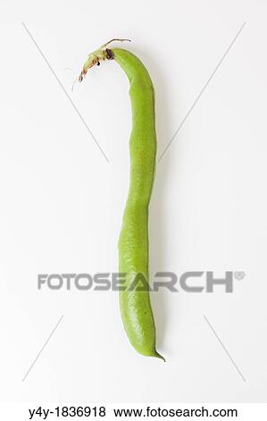 Stock Photo - Fava Bean. Fotosearch