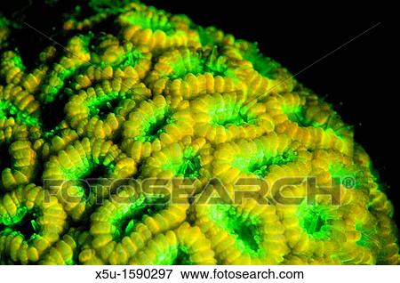 Favites sp hard coral polyps feeding at night fluoresce brilliant orange and green Tondoba Bay, Blueheaven holidays, Marsa Alam, Red Sea, Egypt View Large Photo Image Stock Photo - Favites sp hard coral polyps feeding at night fluoresce brilliant orange and green Tondoba Bay, Blueheaven holidays, Marsa Alam, Red Sea, Egypt. Fotosearch