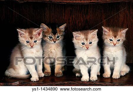 FAWN SOMALI DOMESTIC CAT, KITTENS SITTING View Large Photo Image Stock Image - FAWN SOMALI DOMESTIC CAT, KITTENS SITTING. Fotosearch