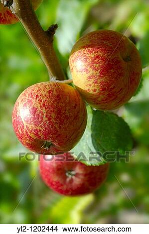 Picture - Faxton Fortune red apples on the tree. Fotosearch