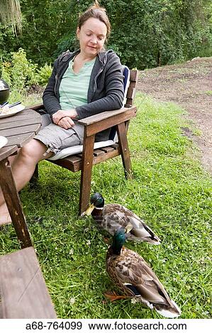 fearless ducks View Large Photo Image Stock Photo - fearless ducks. Fotosearch