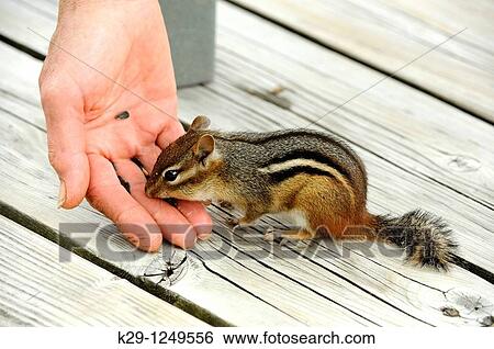 Feeding a tame chipmunk View Large Photo Image Stock Photograph - Feeding a tame chipmunk. Fotosearch