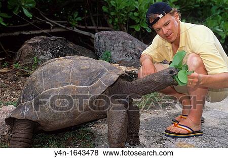 Feeding a Tortoise on La Digue View Large Photo Image Stock Photo - Feeding a Tortoise on La Digue. Fotosearch