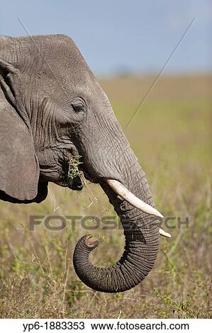 feeding African Elephant Loxodonta africana, Serengeti National Park, Tanzania View Large Photo Image Stock Image - feeding African Elephant Loxodonta africana, Serengeti National Park, Tanzania. Fotosearch