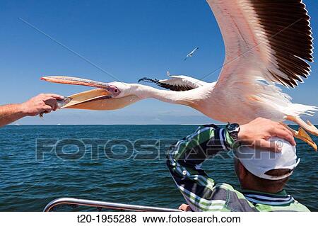 Stock Photo - Feeding Great White Pelicans, Pelecanus onocrotalus, Walvis Bay, Namibia.. Fotosearch
