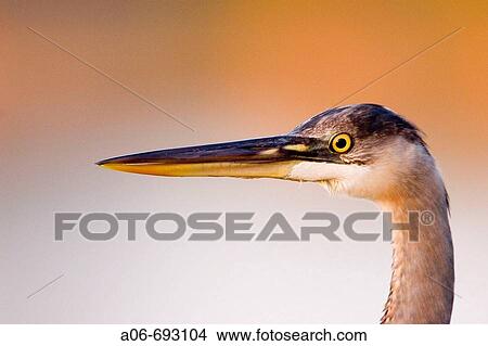 Feeding heron. View Large Photo Image Picture - Feeding heron.. Fotosearch