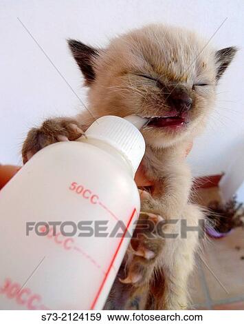 Stock Photo - Feeding milk to small kitty. Fotosearch