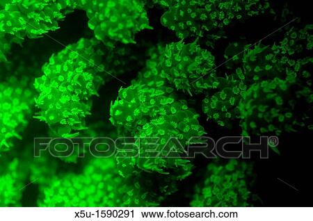 Feeding polyps of the Acropora coral glow fluorescent green in the dark when illuminated by a blue light Tondoba Bay, Blueheaven holidays, Marsa Alam, Red Sea, Egypt View Large Photo Image Stock Image - Feeding polyps of the Acropora coral glow fluorescent green in the dark when illuminated by a blue light Tondoba Bay, Blueheaven holidays, Marsa Alam, Red Sea, Egypt. Fotosearch