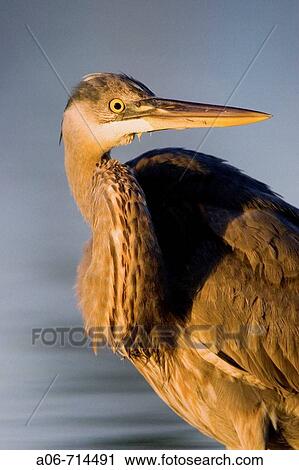 Stock Image - feeding. Fotosearch