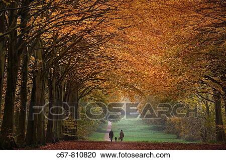 Felbrigg Great Wood Norfolk UK Early November View Large Photo Image Stock Image - Felbrigg Great Wood Norfolk UK Early November. Fotosearch