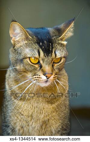 Picture - Feline look. Abyssinian cat. Felis silvestris catus. Domestic cat, housecat.. Fotosearch