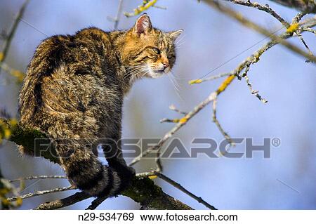 Felis silvestris, Common Wild Cat, in a tree View Large Photo Image Stock Photo - Felis silvestris, Common Wild Cat, in a tree. Fotosearch