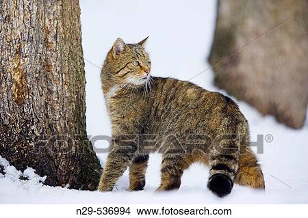Picture - Felis silvestris, Common Wild Cat, winter, snow. Fotosearch