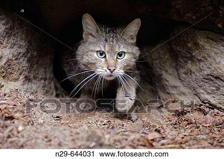 Stock Image - Felis silvestris, Common Wild Cat, Germany, captive, hole walking out. Fotosearch