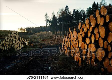 Felled tree trunks in a forest in Yorkshire, England, UK, Europe. View Large Photo Image Stock Image - Felled tree trunks in a forest in Yorkshire, England, UK, Europe.. Fotosearch