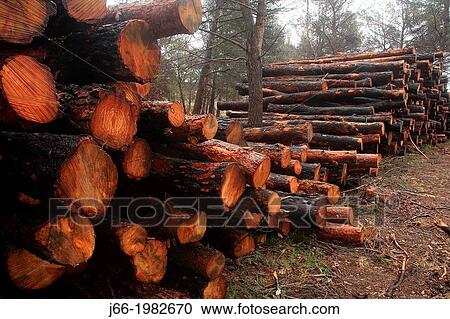 Stock Image - felled trees after fire in the Sierra Calderona. Valencia.. Fotosearch
