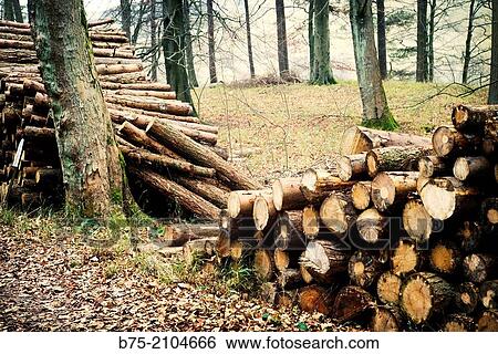 Stock Photograph - Felling of trees in a forest in Yorkishire Dales, England, UK.. Fotosearch
