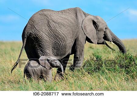 Female african elephant grazing on scrub vegetation with 2-3 month calf (Loxodonta africana), Masai Mara National Reserve, Kenya, Africa, October. View Large Photo Image Stock Photo - Female african elephant grazing on scrub vegetation with 2-3 month calf (Loxodonta africana), Masai Mara National Reserve, Kenya, Africa, October.. Fotosearch