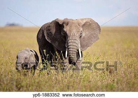 female African Elephant Loxodonta africana with young in savannah, Serengeti National Park, Tanzania View Large Photo Image Stock Image - female African Elephant Loxodonta africana with young in savannah, Serengeti National Park, Tanzania. Fotosearch