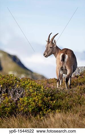 female Alpine Ibex Capra ibex, Niederhorn, Switzerland View Large Photo Image Stock Image - female Alpine Ibex Capra ibex, Niederhorn, Switzerland. Fotosearch