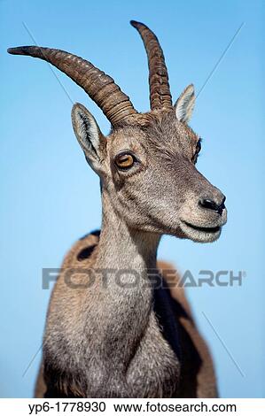 female Alpine Ibex Capra ibex, portrait, Niederhorn, Bernese Oberland, Switzerland View Large Photo Image Stock Image - female Alpine Ibex Capra ibex, portrait, Niederhorn, Bernese Oberland, Switzerland. Fotosearch