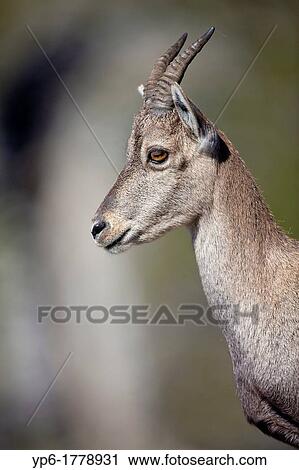 Stock Image - female Alpine Ibex Capra ibex, portrait, Niederhorn, Bernese Oberland, Switzerland. Fotosearch