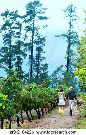 female and male couple in late twenties walking hand in hand in the vineyard, on honeymoon in the Winelands, Western Cape, Stellenbosch, South Africa. View Large Photo Image Stock Photography - female and male couple in late twenties walking hand in hand in the vineyard, on honeymoon in the Winelands, Western Cape, Stellenbosch, South Africa.. Fotosearch