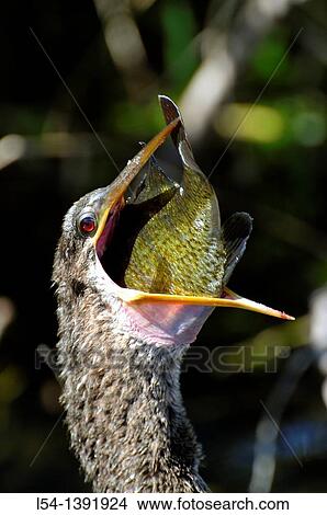 Female Anhinga eats fish Trail Everglades National Park FL US Wildlife Eco System Nature View Large Photo Image Picture - Female Anhinga eats fish Trail Everglades National Park FL US Wildlife Eco System Nature. Fotosearch